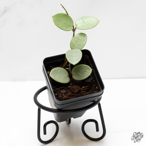 Hoya Mathilde Silver 'Grey Fairy' (wk5-B)