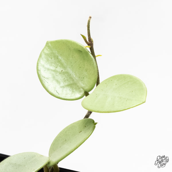 Hoya Mathilde Silver 'Grey Fairy' (wk5-B)