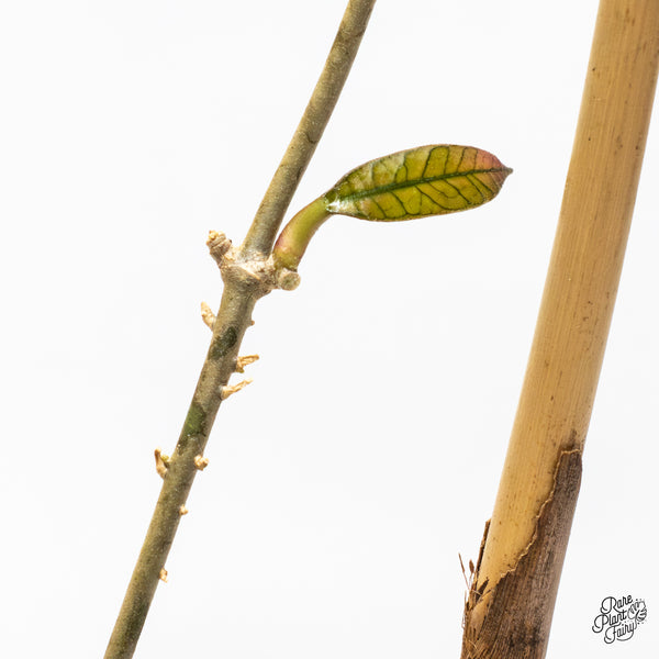 Hoya sp. Gunung Gading 'Ghost' (wk46-K)