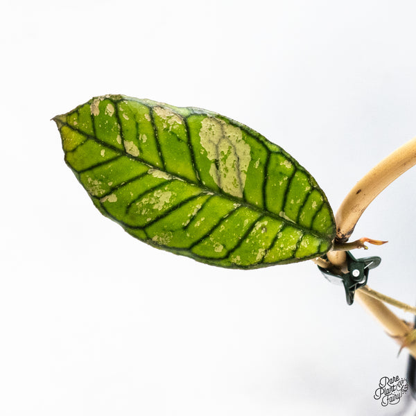 Hoya sp. Gunung Gading 'Ghost' (wk46-K)