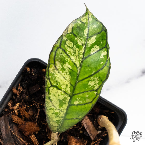 Hoya sp. Gunung Gading 'Ghost' (wk46-K)