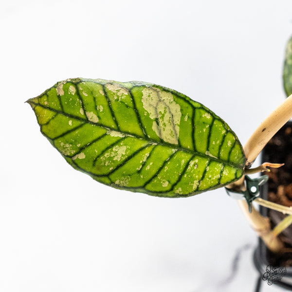 Hoya sp. Gunung Gading 'Ghost' (wk46-K)