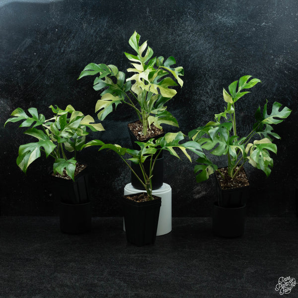 Rhaphidophora tetrasperma albo variegated *Grower's choice*