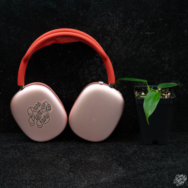 Philodendron Patriciae *Grower's Choice*