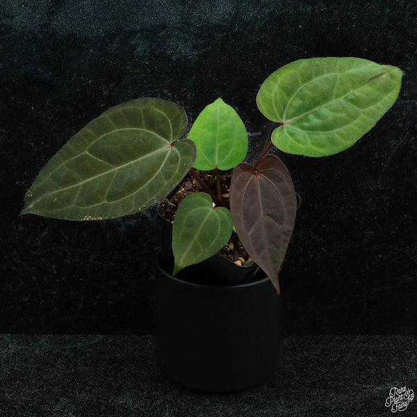 Anthurium DocBlock Lynette '18' x Dark & Handsome '9' by DocBlock® *Grower's Choice*