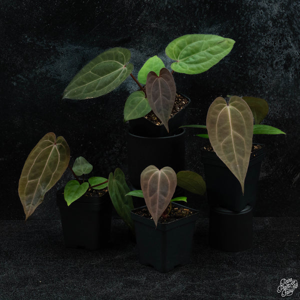 Anthurium DocBlock Lynette '18' x Dark & Handsome '9' by DocBlock® *Grower's Choice*
