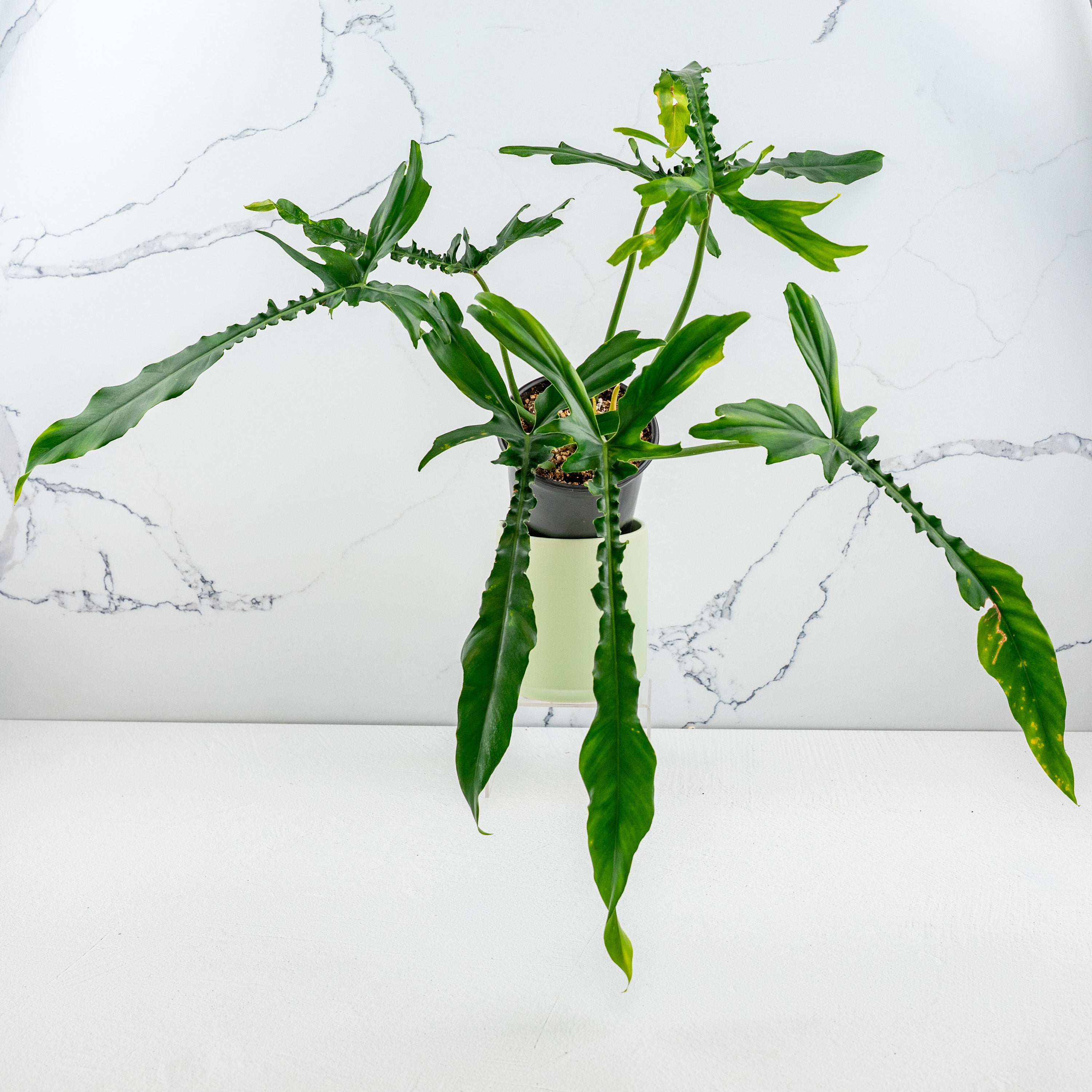 bella philodendron Philodendron 'Belle Isle' *Grower's choice*