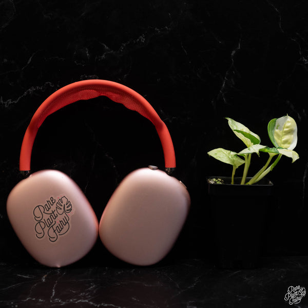 Epipremnum aureum 'Japanese Global' *Grower's choice*