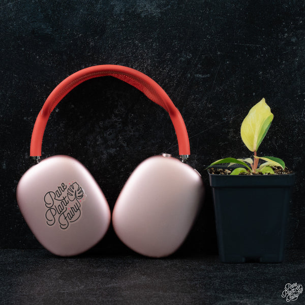 Philodendron 'Jungle Fever' variegated *Grower's choice*