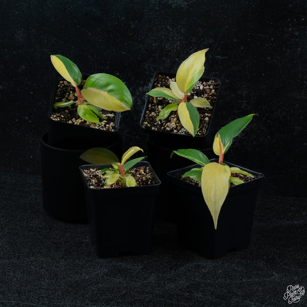 Philodendron 'Jungle Fever' variegated *Grower's choice*