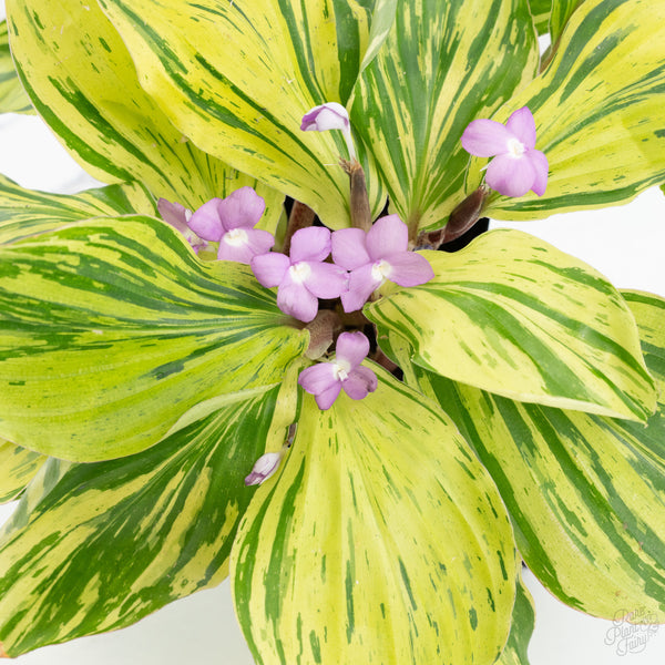 Kaempferia sp. Variegated Ginger Hybrid (wk9-S) *Multiple Plants*
