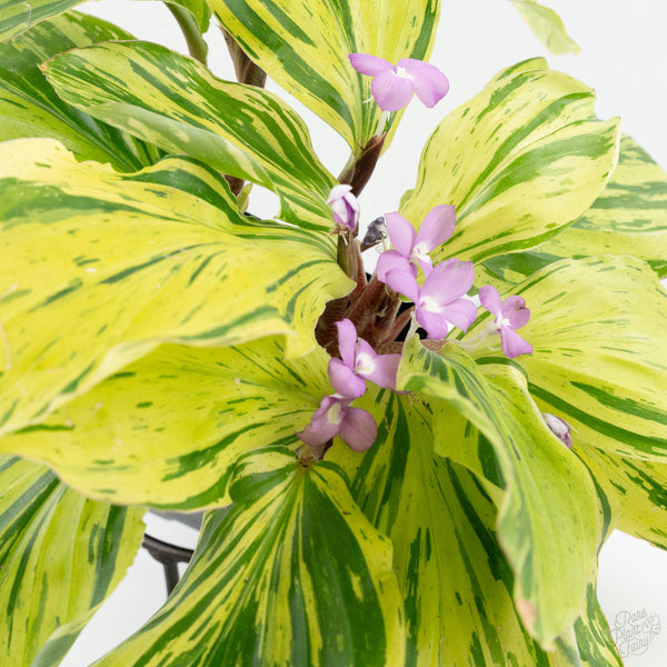 Kaempferia sp. Variegated Ginger Hybrid (wk9-S) *Multiple Plants*