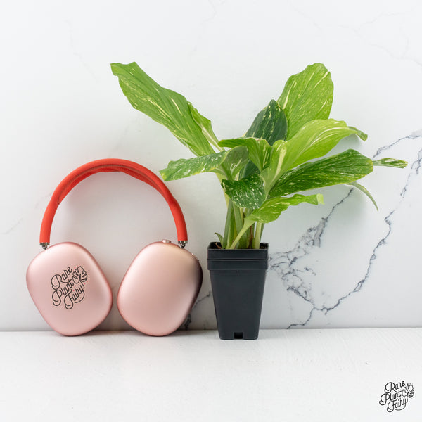 Kaempferia sp. 'Zebra' Variegated Ginger *Grower's Choice*