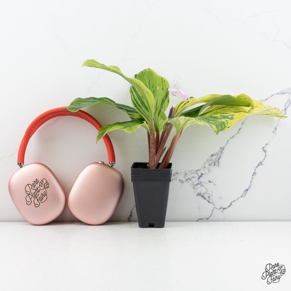 Kaempferia sp. Variegated Ginger *Grower's Choice*