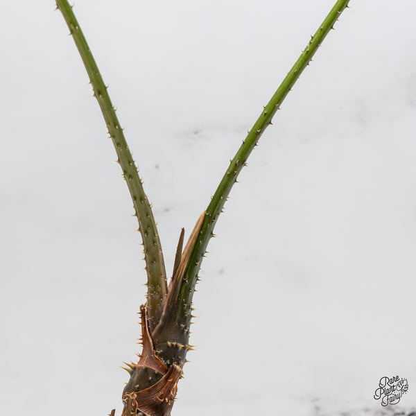 Lasia Spinosa Albo Variegated *Caution: Spikes* (wk51-P)