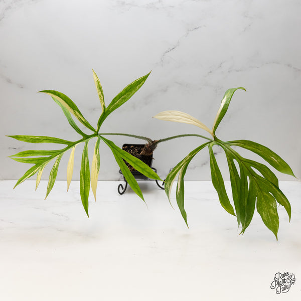 Lasia Spinosa Albo Variegated *Caution: Spikes* (wk51-P)