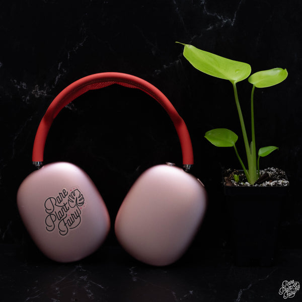 Monstera Deliciosa 'Aurea' (aka 'Lemon Lime') *Grower's Choice*