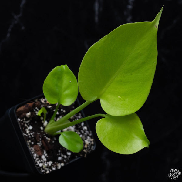 Monstera Deliciosa 'Aurea' (aka 'Lemon Lime') *Grower's Choice*