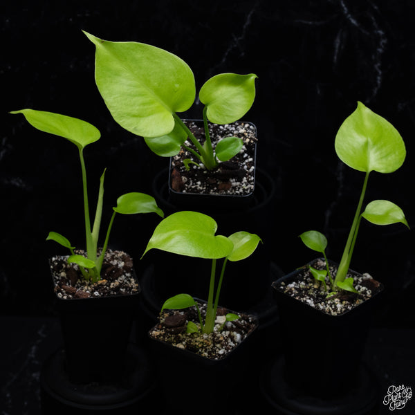Monstera Deliciosa 'Aurea' (aka 'Lemon Lime') *Grower's Choice*