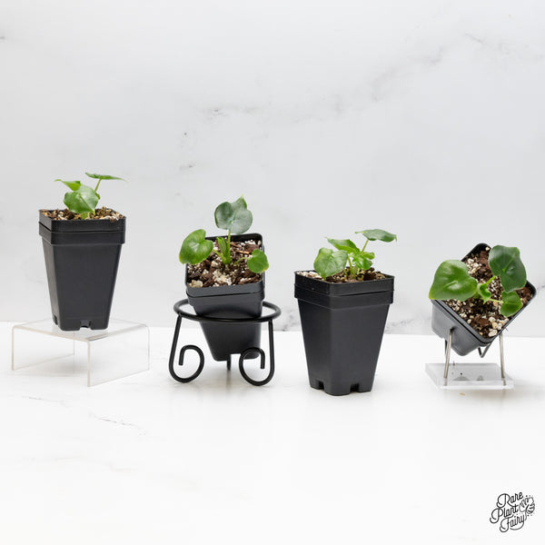 Alocasia 'London Eye' *Grower's choice*