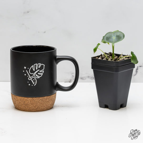 Alocasia 'London Eye' *Grower's choice*