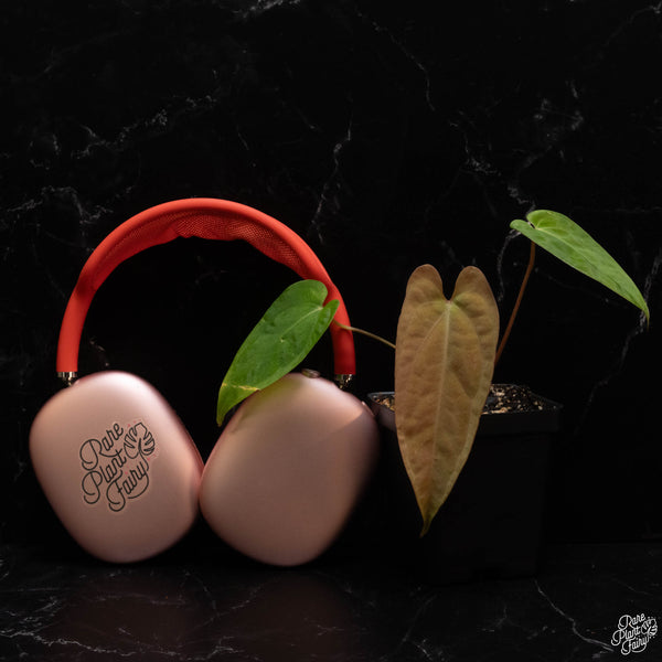 Anthurium papillilaminum Pure Papi (long x long bullet) *Grower's choice*