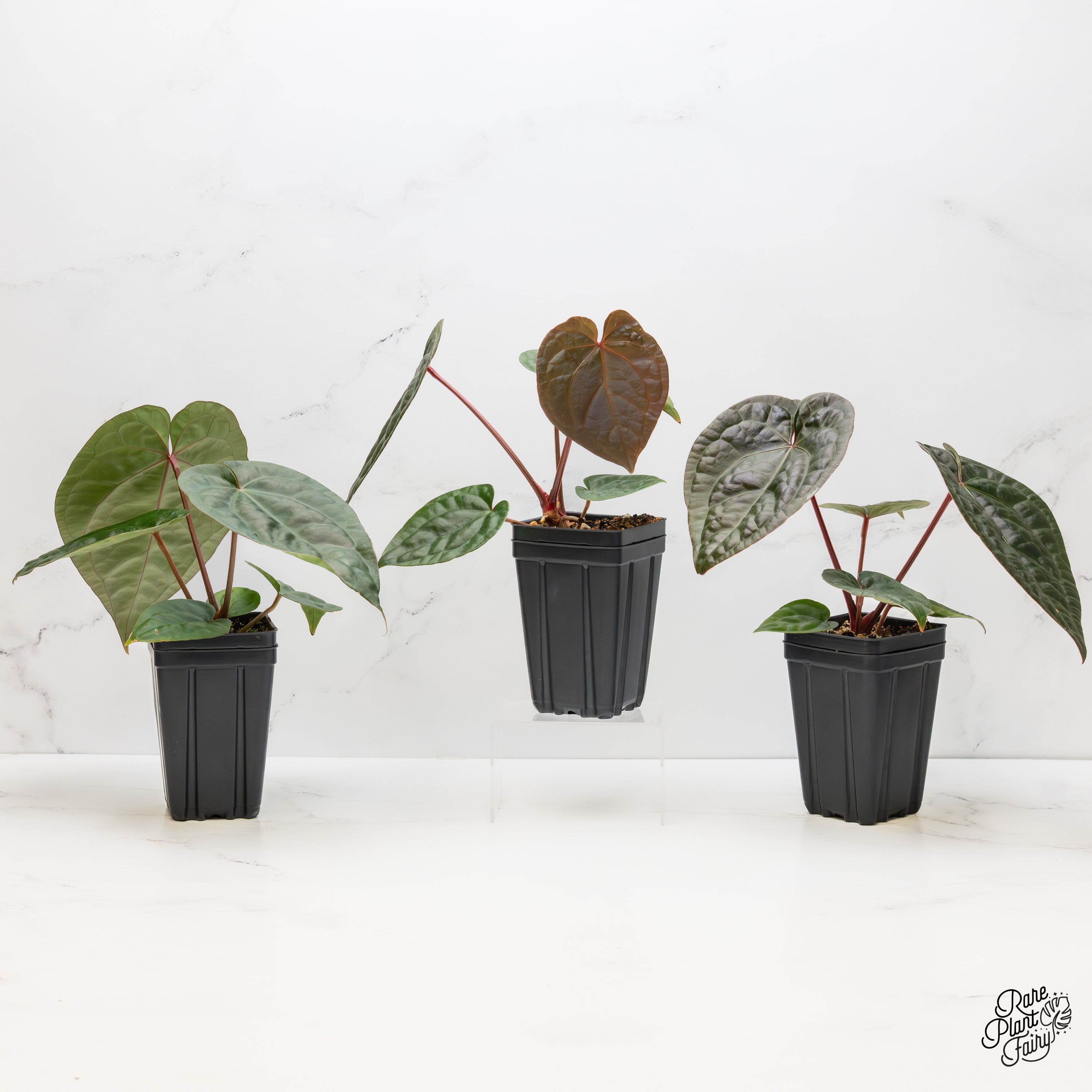 Anthurium Luxurians X 'Zara' x 'Michelle' by DocBlock® *Grower's