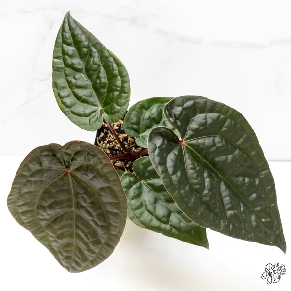 Anthurium Luxurians X 'Zara' x 'Michelle' by DocBlock® *Grower's Choice*