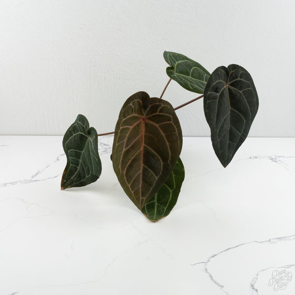 Anthurium Lynette '18' x Dark & Handsome '9' by DocBlock® (wk8-X)