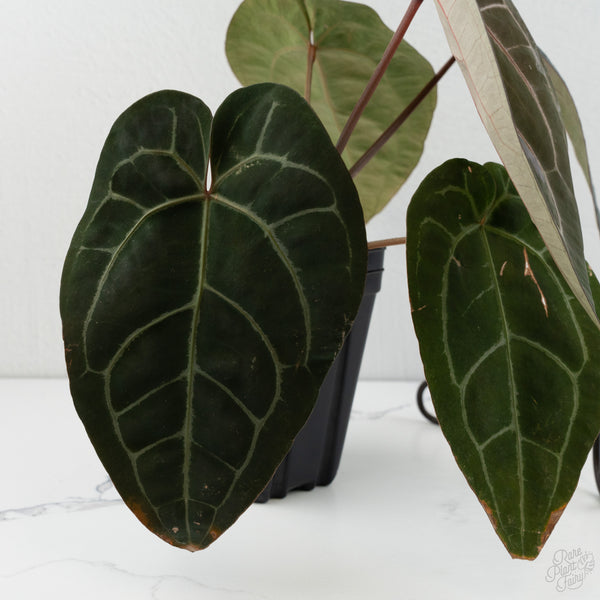 Anthurium Lynette '18' x Dark & Handsome '9' by DocBlock® (wk8-X)