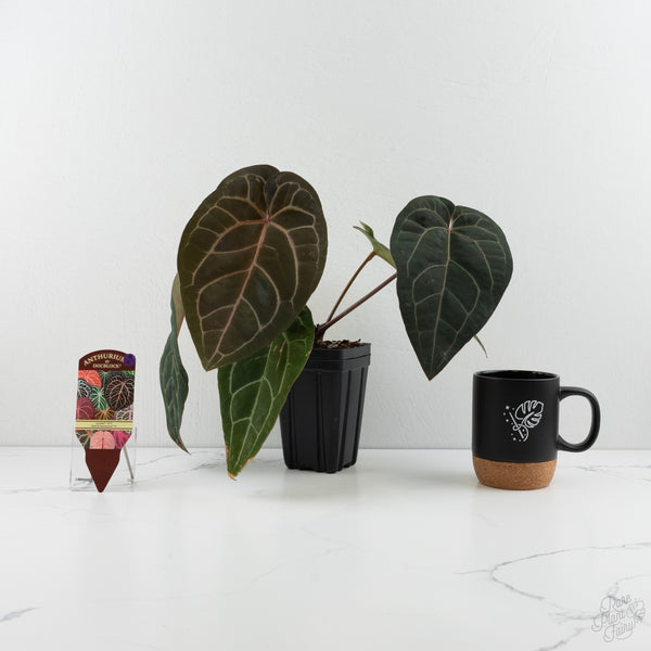 Anthurium Lynette '18' x Dark & Handsome '9' by DocBlock® (wk8-X)