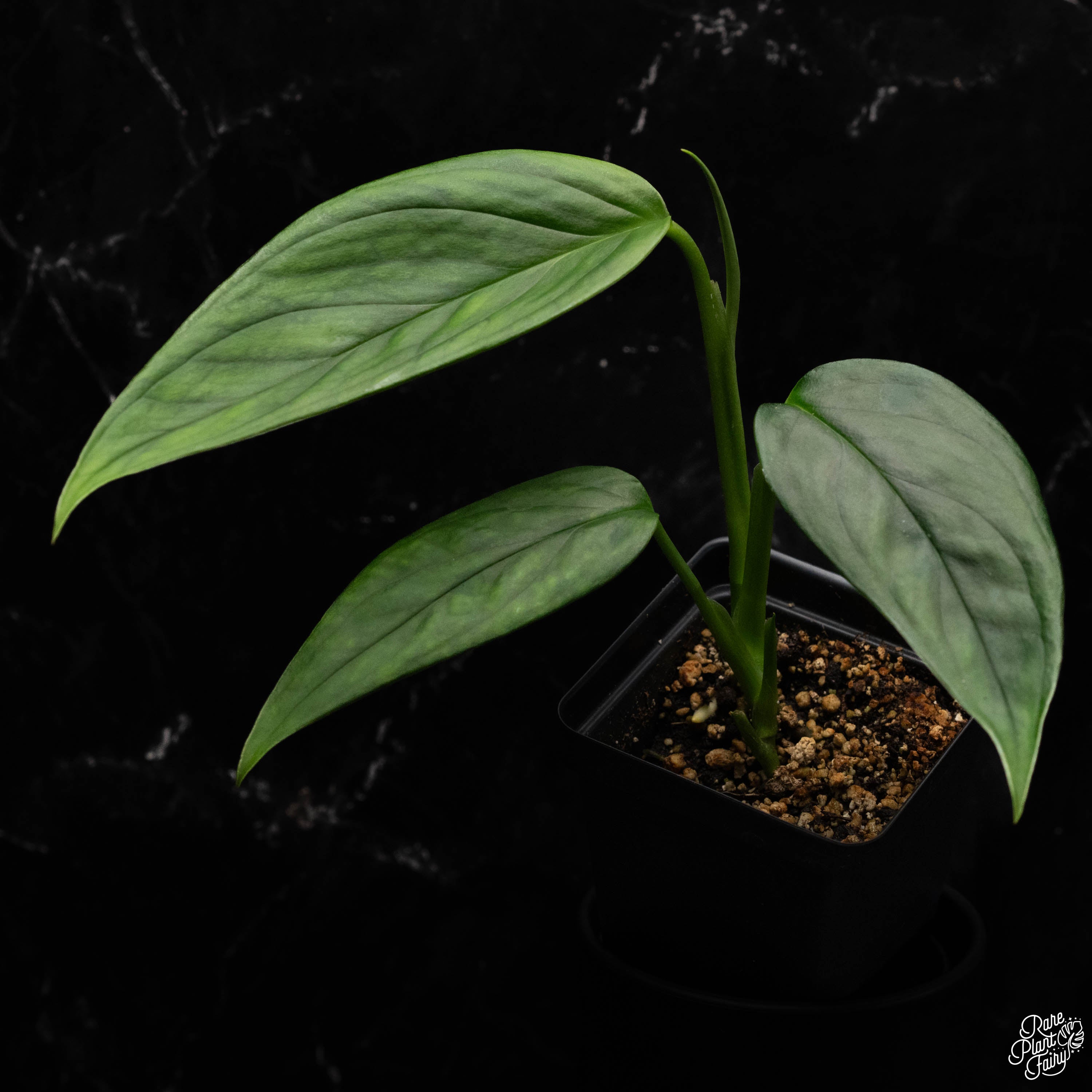 buy monstera obliqua Monstera Obliqua 'Columbia' *Grower's Choice*
