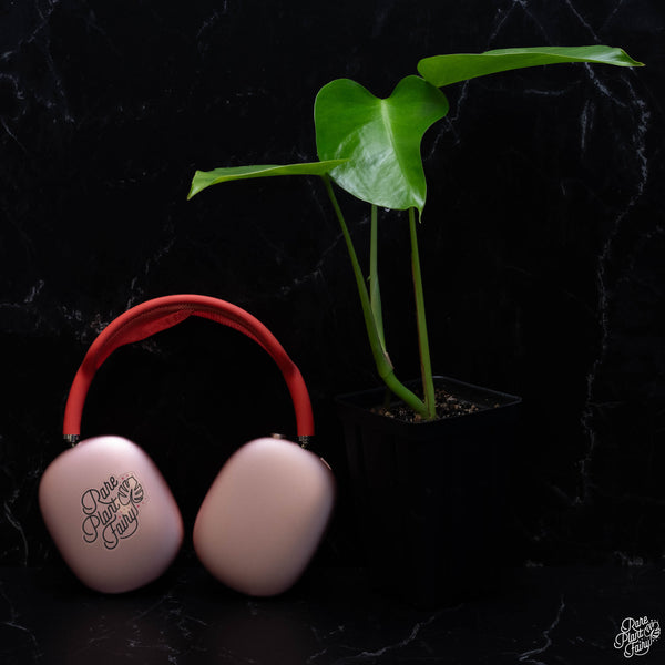 Monstera Deliciosa var. Sierrana *Mexican Clone* *Grower's Choice*