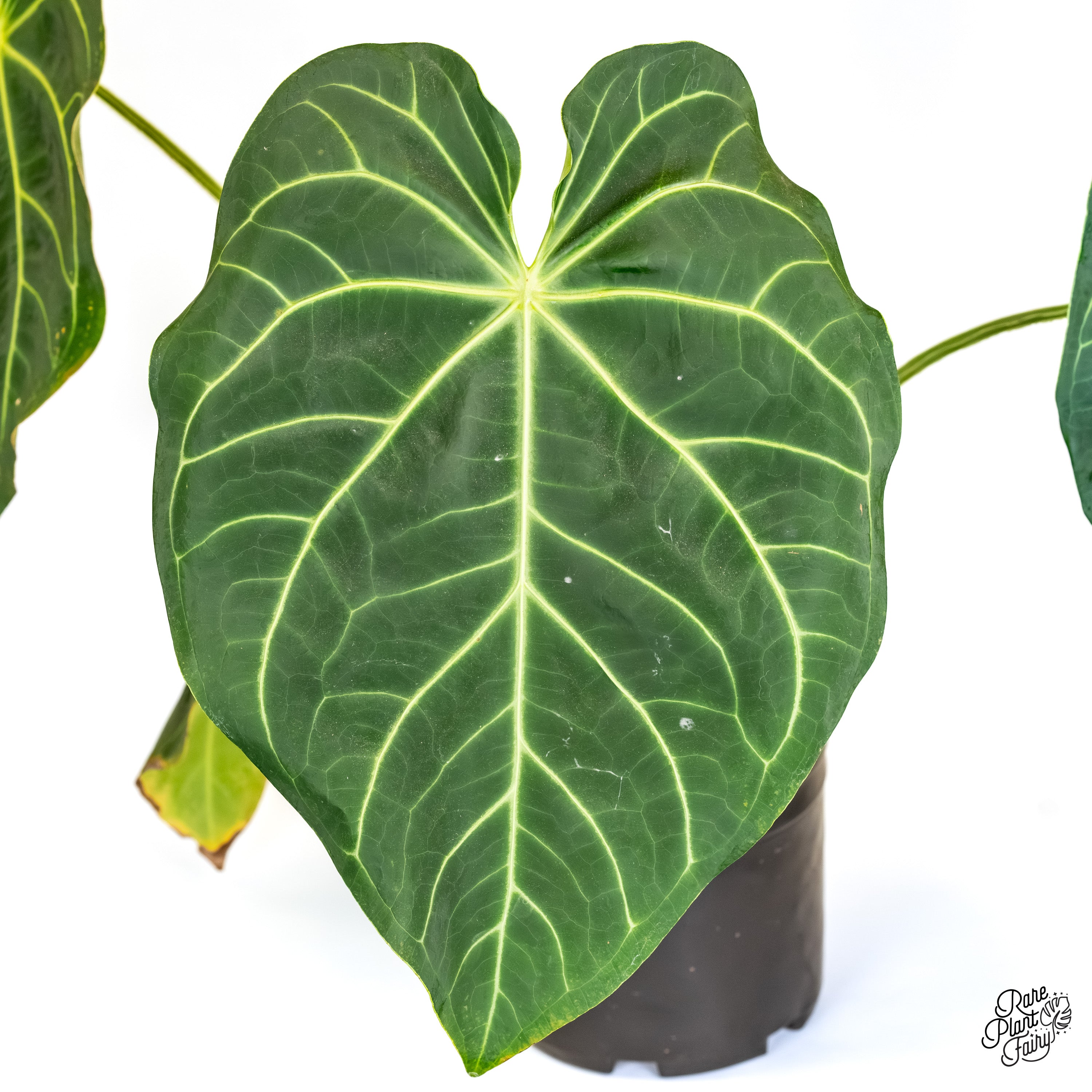 anthurium magnificum new leaf Anthurium Magnificum *Grower's Choice*