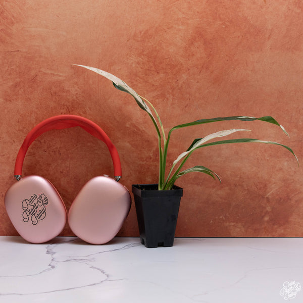 Rhaphidophora megasperma variegated *Grower's choice*