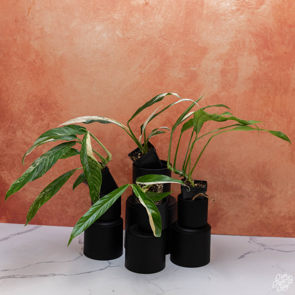 Rhaphidophora megasperma variegated *Grower's choice*