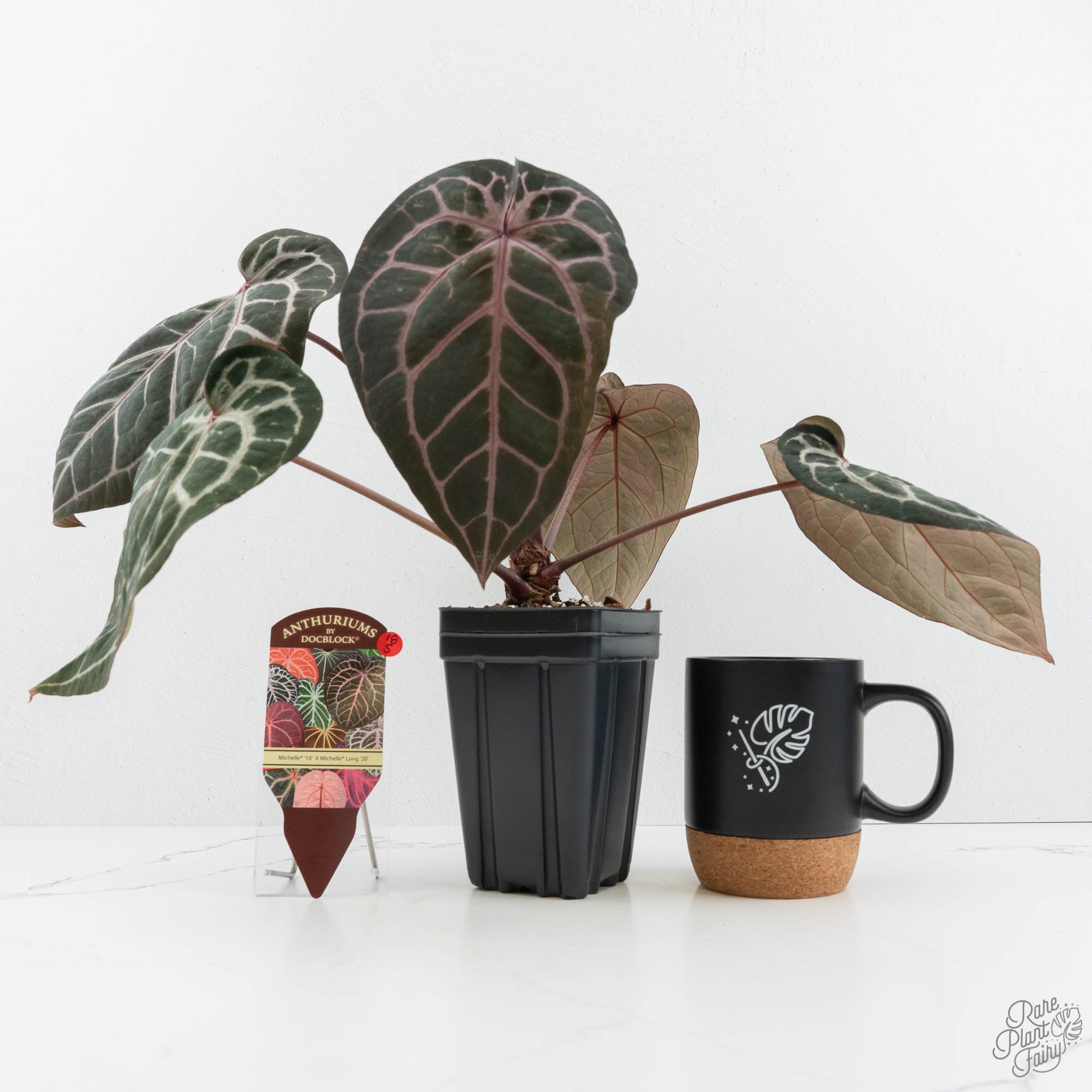 Anthurium Michelle '10' x Michelle Long '20' by DocBlock® (wk18-S