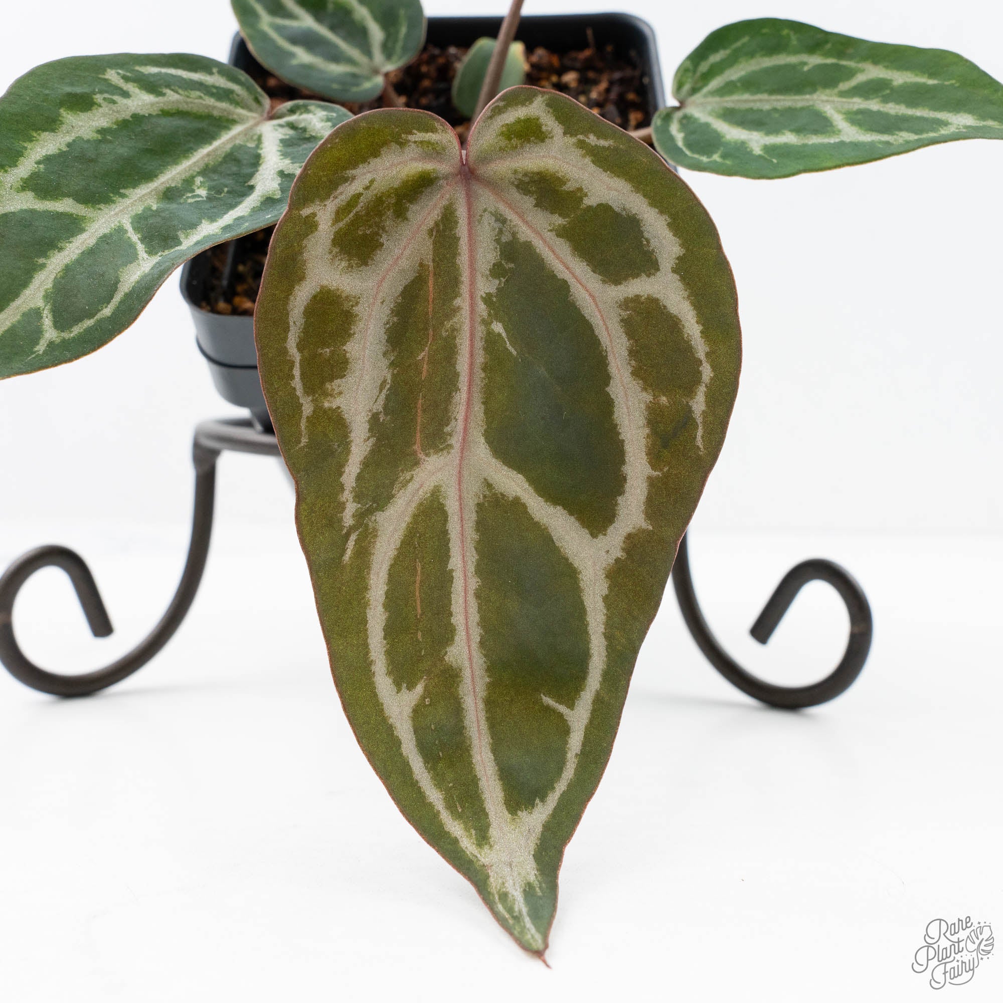 michelle anthurium Anthurium 'Michelle' by DocBlock® (wk22-N) *Mutated Veins* – Rare Plant Fairy