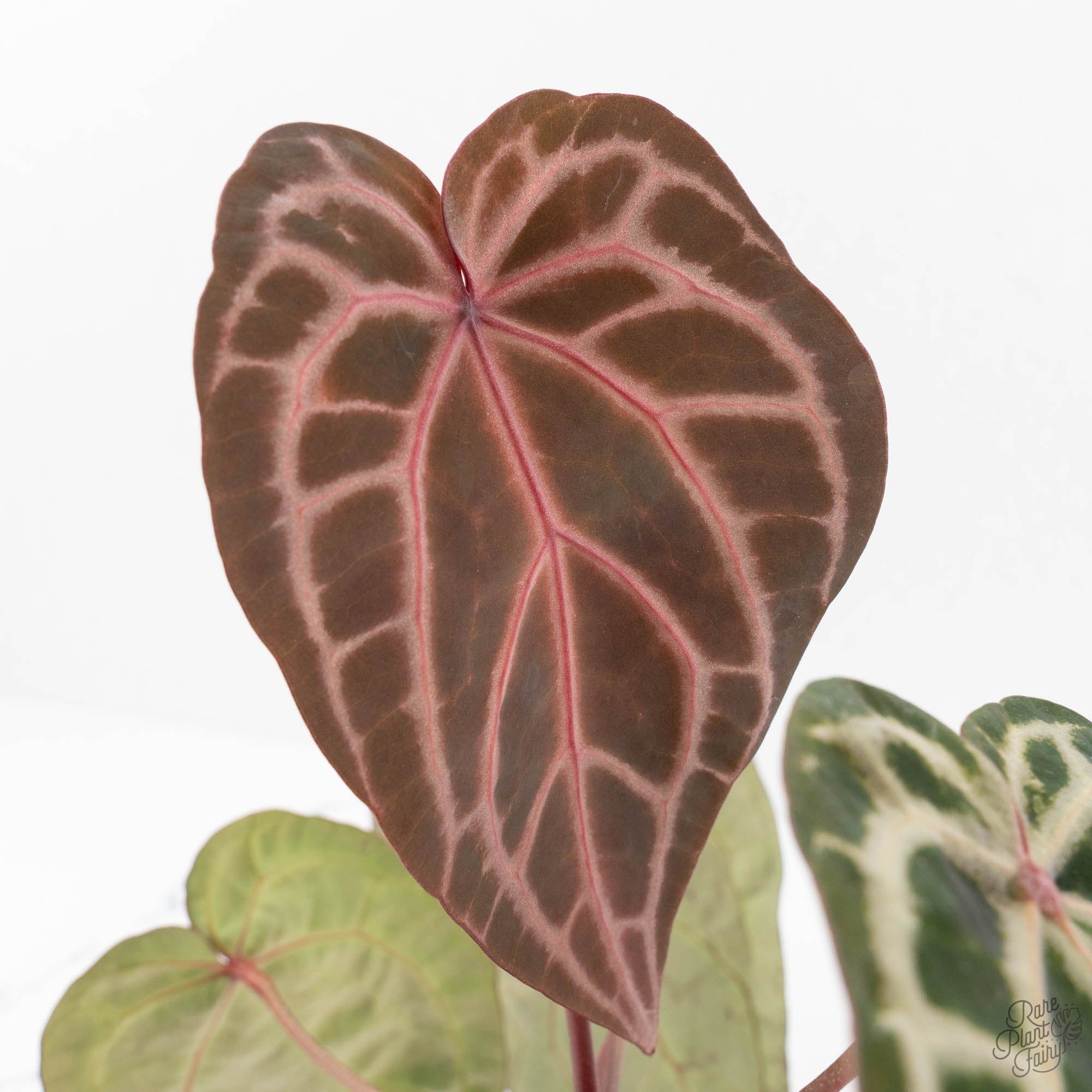 anthurium m Anthurium Michelle Hot Pink '23' x Zara '14' by DocBlock (wk18-M)