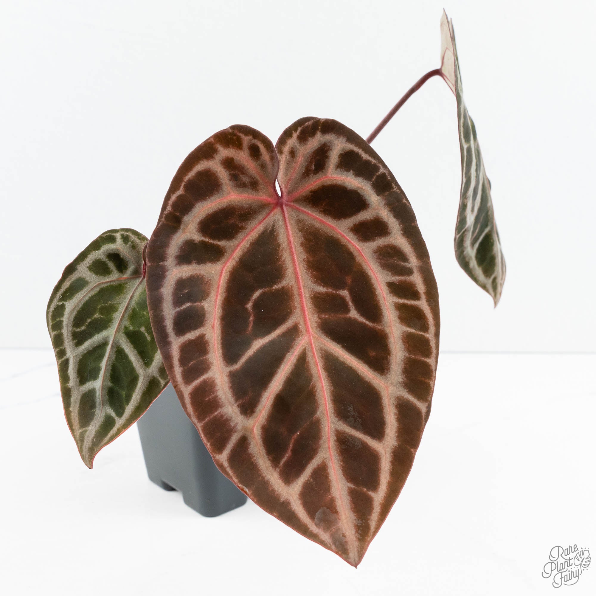 Anthurium Michelle Hot Pink '23' x Zara '14' by DocBlock® (wk19-A