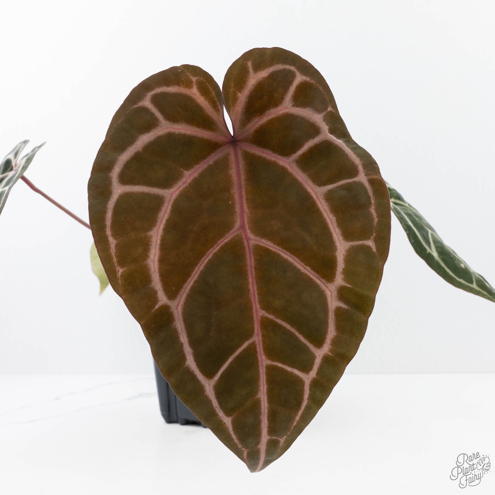Anthurium Michelle Hot Pink '23' x Zara '14' by DocBlock® (wk21-P