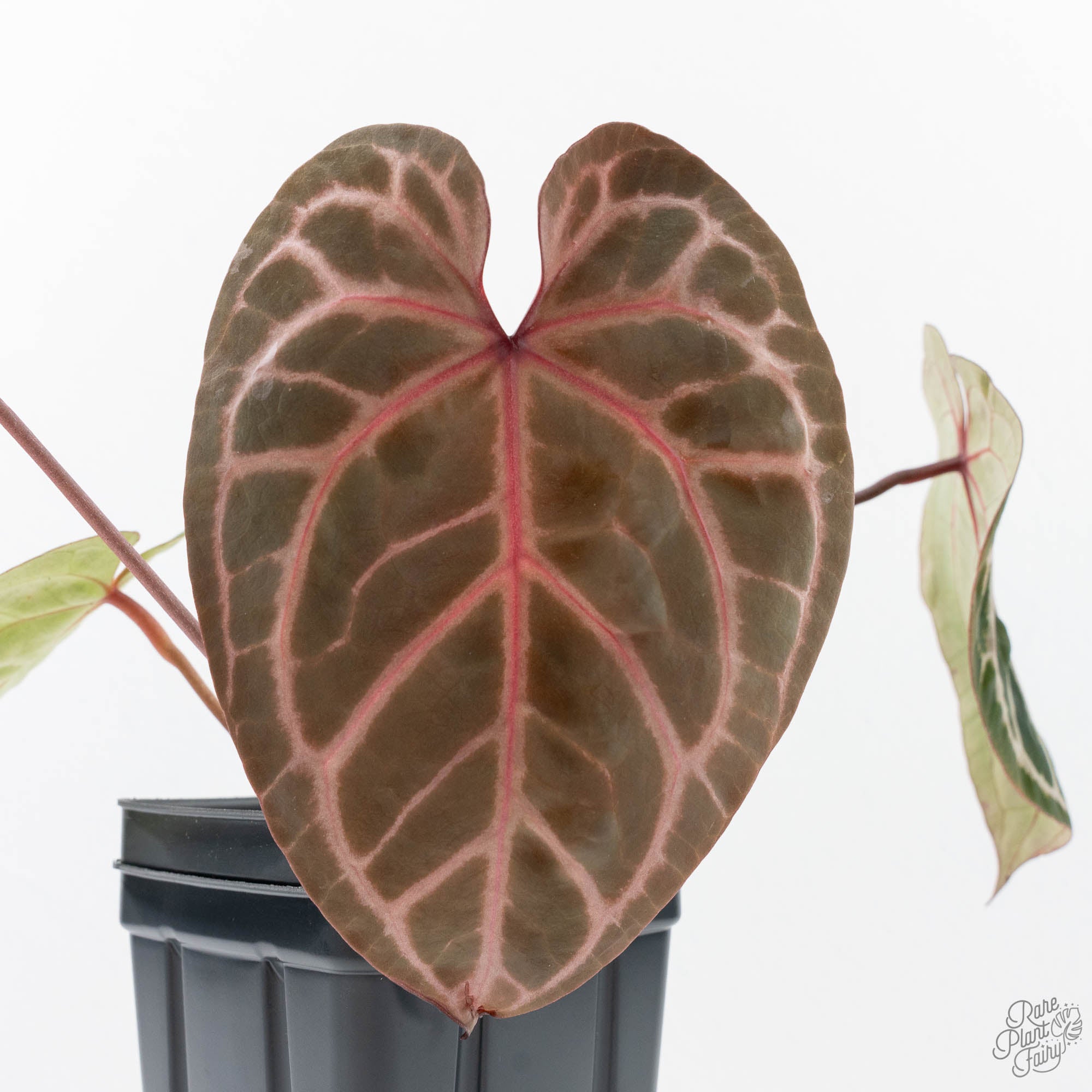 Anthurium Michelle Hot Pink '23' x Zara '14' by DocBlock® (wk21-V