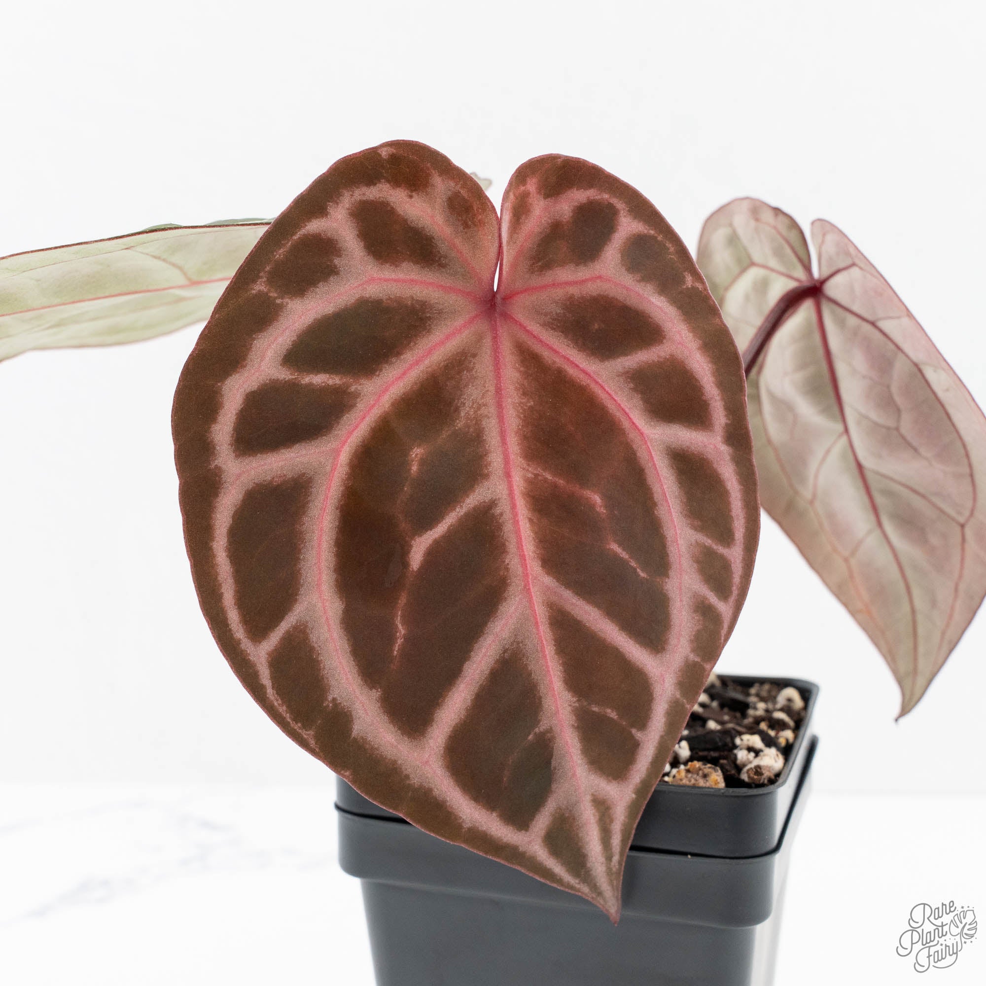 anthurium hot pink Anthurium Michelle Hot Pink '23' x Zara '14' by DocBlock® (wk23-I) – Rare Plant Fairy