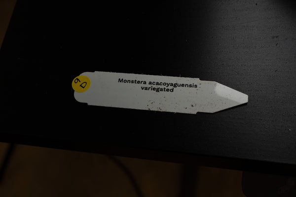 Monstera Acacoyaguensis Albo Variegated *Sectoral* (wk9-D)