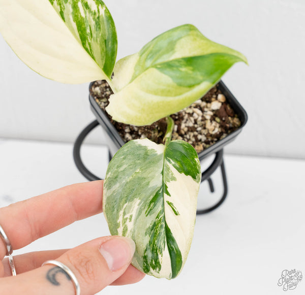 Monstera Acacoyaguensis Albo Variegated *Sectoral* (wk11-D)