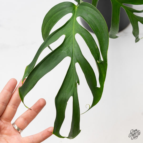 Monstera 'Croatii' (wk52-A)