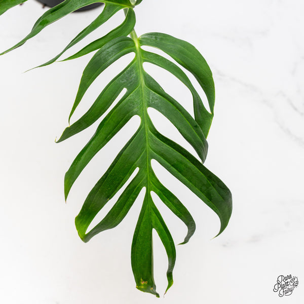 Monstera 'Croatii' (wk52-A)