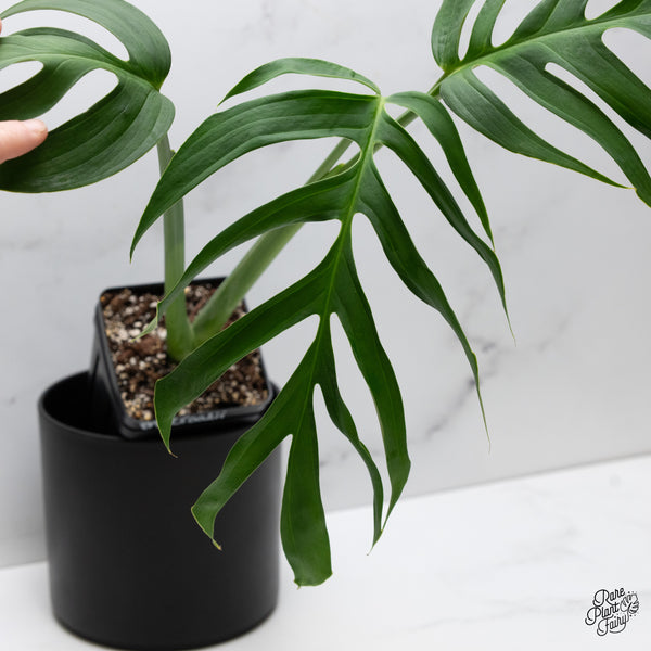 Monstera 'Croatii' (wk52-A)