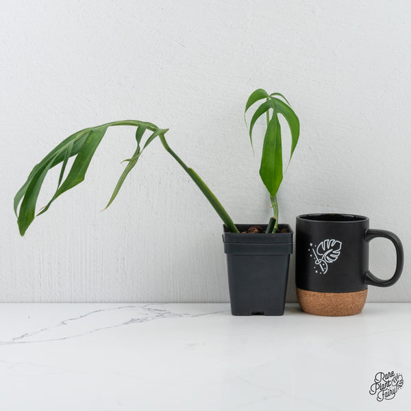 Monstera 'Croatii' (wk3-A)