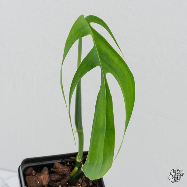 Monstera 'Croatii' (wk3-A)